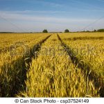 campo-trigo-camino-por-rural-foto-almacenada_csp37524149