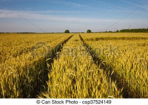 campo-trigo-camino-por-rural-foto-almacenada_csp37524149