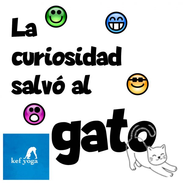 cuadrado-curiosidad-gato